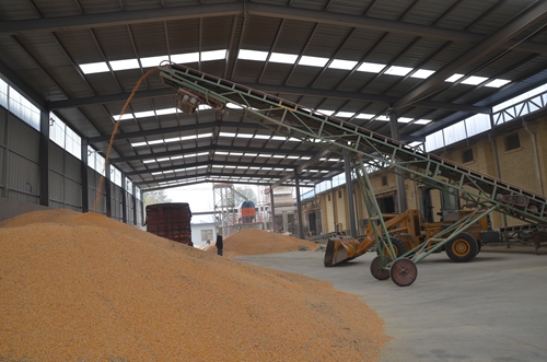 农场贸易公司玉米收购烘干工作正高效运营